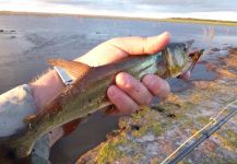  Imagen de Pesca con Mosca de Dentudo - Saicanga - Tambica por Roberto Garcia | Fly dreamers