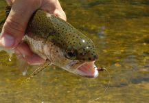  Fotografía de Pesca con Mosca de Trucha arcoiris por Julio Armando | Fly dreamers