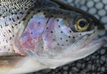 Will Robins 's Fly-fishing Catch of a Rainbow trout | Fly dreamers 