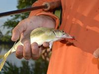 Fly fishing picture