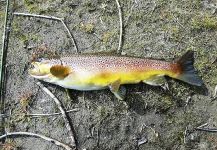  Fotografía de Pesca con Mosca de Salmo trutta por Guillermo Biasola | Fly dreamers 