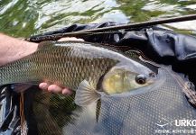 Fly-fishing Photo of Chub shared by Uros Kristan | Fly dreamers 