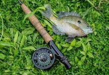 Fly-fishing Pic of bluegill shared by Rusty Lofgren | Fly dreamers 