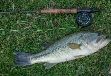 Fly-fishing Picture of bigmouth bass shared by Rusty Lofgren | Fly dreamers