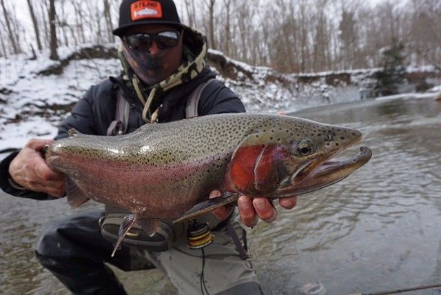 Lake Erie Steelhead