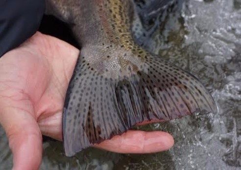 Lake Erie Steelhead