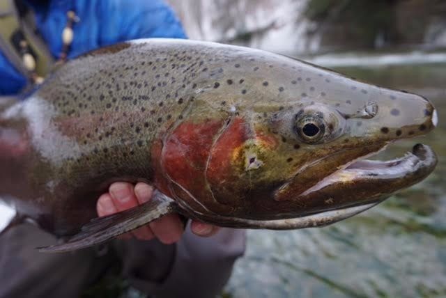 Lake Erie Steelhead