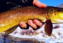 Chris Watson 's Fly-fishing Photo of a Brownie | Fly dreamers 