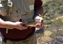  Imagen de Pesca con Mosca de Trucha arcoiris por Juan Manuel Zaffora | Fly dreamers