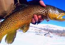 Chris Watson 's Fly-fishing Pic of a Browns | Fly dreamers 