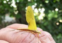  Mira esta fotografía de Entomología y Pesca con Mosca de Rodo Radic | Fly dreamers