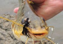  Foto de Pesca con Mosca de Vundu catfish compartida por Carlos Benarducci | Fly dreamers