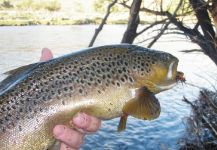  Fotografía de Pesca con Mosca de Salmo trutta por Roberto Garcia | Fly dreamers 