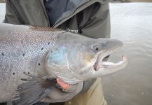  Fotografía de Pesca con Mosca de Salmo trutta por Scott Marr | Fly dreamers 