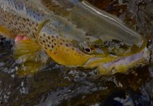  Foto de Pesca con Mosca de Salmo fario compartida por Michael Stack | Fly dreamers