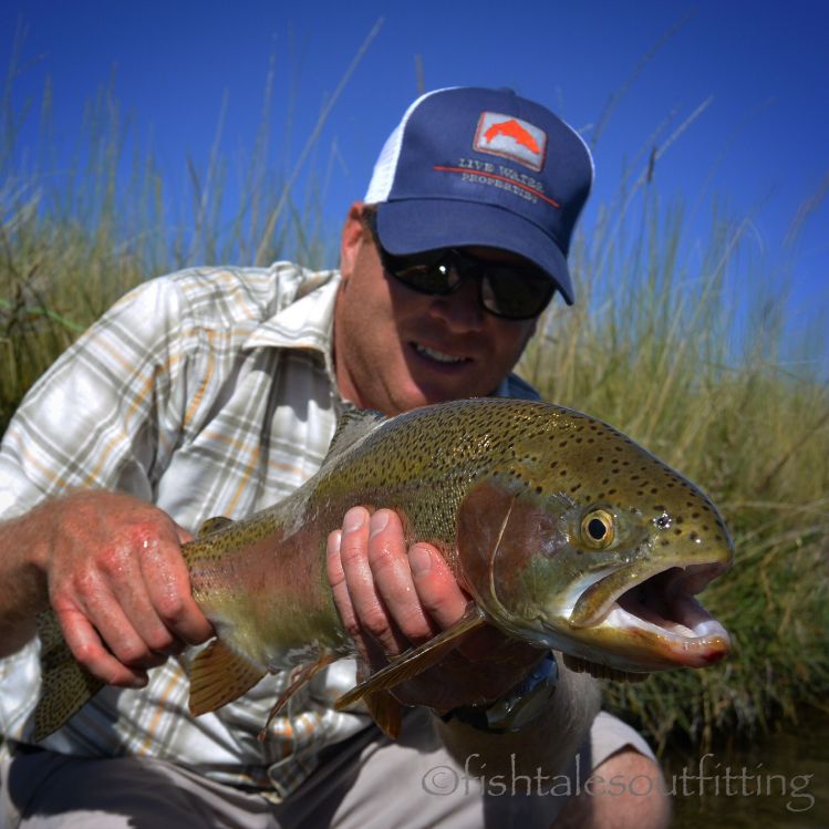 Can't wait to be stalking these guys again! #sightcasting #rainbowtrout #onchorynchusmykiss #flyfishmontana #lastbestplace #montanaguidedflyfishing #montanafishing #montanaflyfishingoutfitter ##fishtalesoutfitting #fishtalesoutfittingguideservice #fishtal