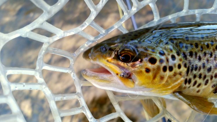 First fish on a self tied fly today.  I consider myself to be a pretty good fishermen.  Knowing that I will never know it all and always have lots I can learn, but never did I imagine that I would still have a whole new level of satisfaction like catching