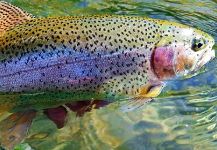 Musicarenje.net  - Murino 's Fly-fishing Photo of a Rainbow trout | Fly dreamers 