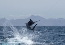 Sam Macleod 's Fly-fishing Image of a Blue Marlin | Fly dreamers 