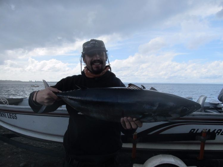 Bonito de Chiloé