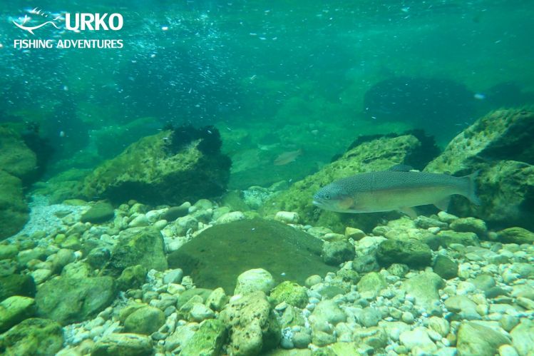 Back in a pool ...
Sava Bohinjka - canyon (Angling Club Bled)