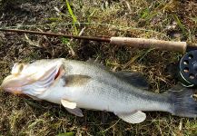  Foto de Pesca con Mosca de ostracka por Brian Shepherd | Fly dreamers 