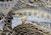 Fly-fishing Pic of Red-Spotted Masu Salmon shared by Nakamura Nobuo | Fly dreamers 