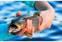  Foto de Pesca con Mosca de Salmo fario compartida por Miguel Angel Pasquini | Fly dreamers