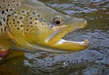  Fotografía de Pesca con Mosca de Trucha marrón por Michael Stack | Fly dreamers 