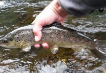  Imagen de Pesca con Mosca de Salmo fario compartida por Emiliano Signorini | Fly dreamers