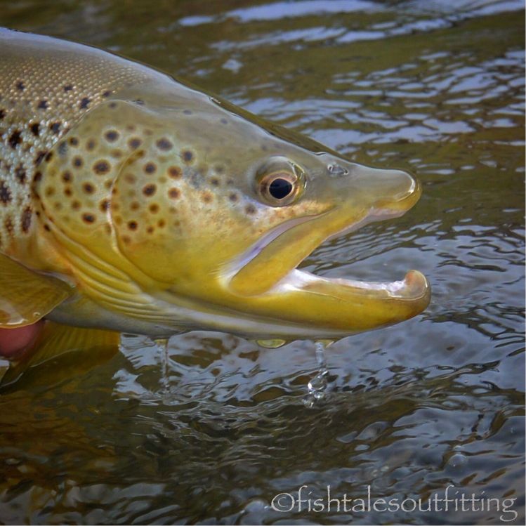 A handsome fella! #browntown #browntrout #salmotrutta #flyfishing #flyfishmontana #406flyfishing #madisonriver #rlwinstonrods #fishtalesoutfitting #fishtalesoutfittingguideservice