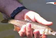  Fotografía de Pesca con Mosca de Boga por Madrid Fishing | Fly dreamers 