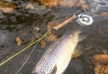  Foto de Pesca con Mosca de Salmo trutta por Matapiojo Anglers | Fly dreamers 