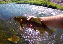 Chris Watson 's Fly-fishing Photo of a brown trout | Fly dreamers 