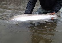  Fotografía de Pesca con Mosca de Steelhead por Deep Creek Lodge | Fly dreamers 