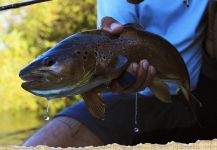 Kid Ocelos 's Fly-fishing Pic of a von Behr trout | Fly dreamers 