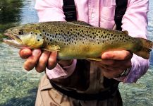 Will Robins 's Fly-fishing Photo of a brown trout | Fly dreamers 