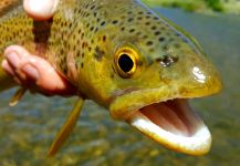 Fly-fishing Image of German brown shared by Chris Watson | Fly dreamers