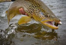 Michael Stack 's Fly-fishing Photo of a English trout | Fly dreamers 