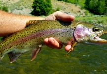 Chris Watson 's Fly-fishing Photo of a Rainbow trout | Fly dreamers 