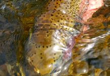 Fly-fishing Pic of Rainbow trout shared by Chris Watson | Fly dreamers 