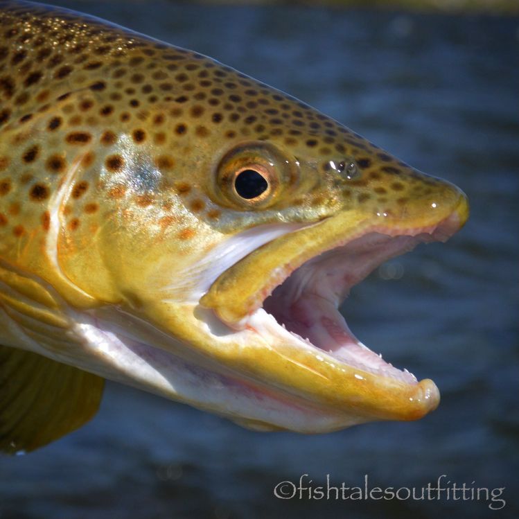 Clean close up of a good looking #browntrout #flyfishing #montanaflyfishing #madisonriver #winstonrods #fishtalesoutfitting #fishtalesoutfittingguideservice