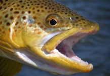  Imagen de Pesca con Mosca de Salmo trutta compartida por Michael Stack | Fly dreamers