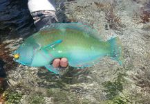 Parrotfish con Calvo Crab  7/7/2017