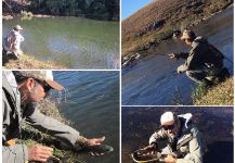 Fly-fishing Photo of Rainbow trout shared by Kid Ocelos | Fly dreamers 