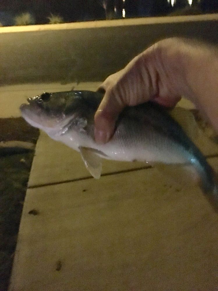 Largemouth Bass at Crystal Gardens near Phoenix, Arizona