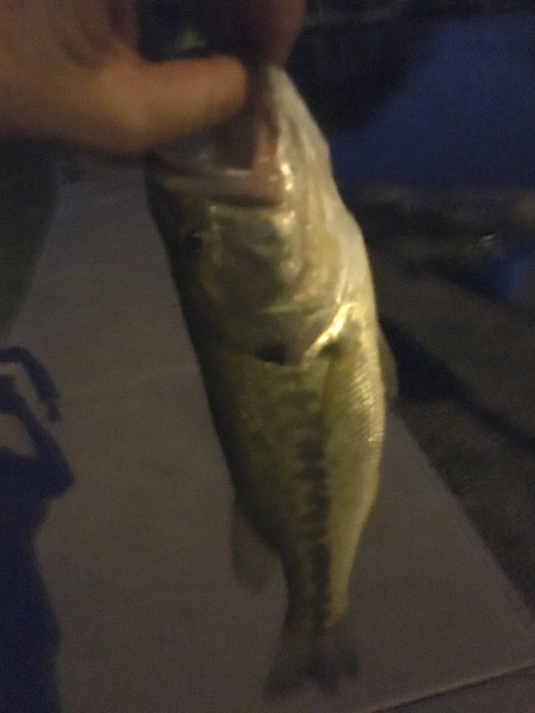 Caught this guy at Crystal Gardens near Phoenix, Arizona. He gave a good fight and jumped a few times. 