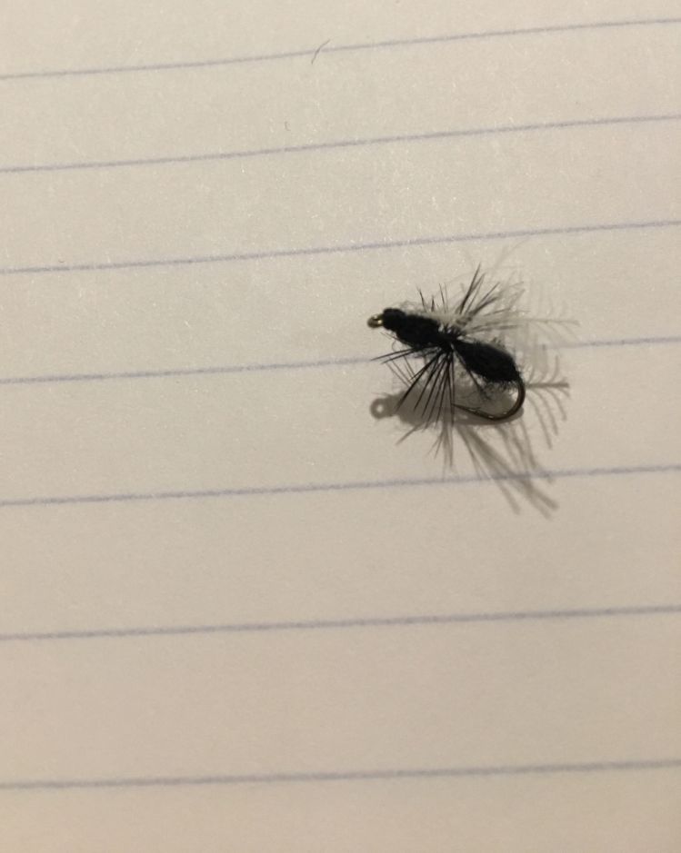 One of my favorite flies. I love ants. 