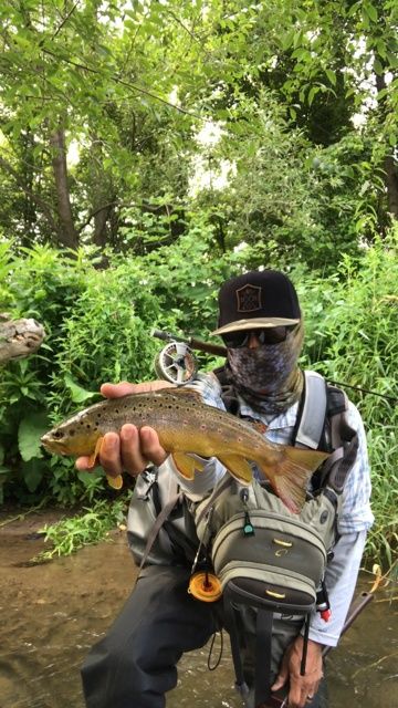 Wild Brown Trout