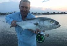 David Bullard 's Fly-fishing Picture of a Bluefish - Tailor - Shad | Fly dreamers 